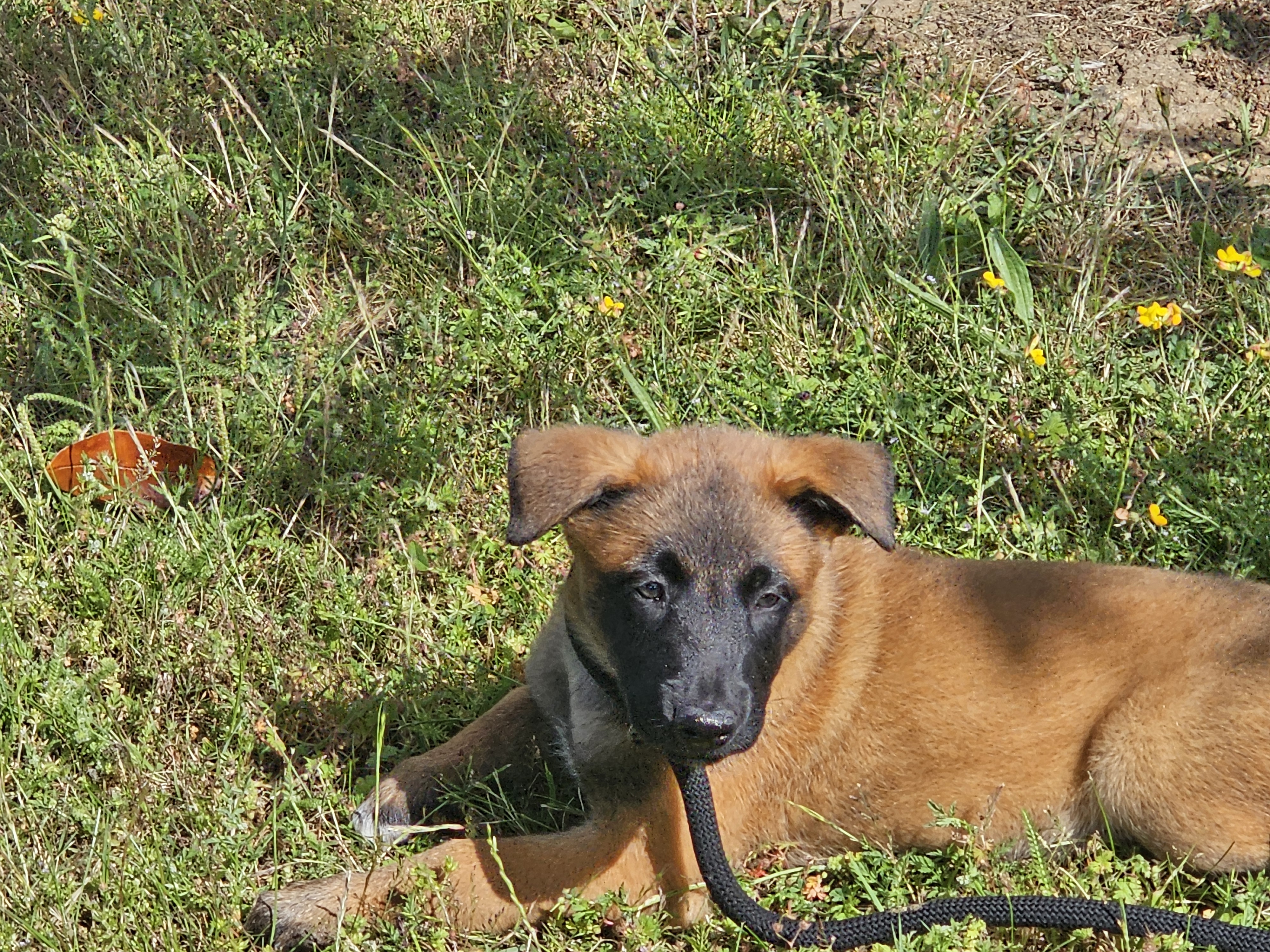 Blade, Berger Belge Malinois